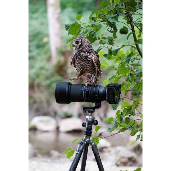 TAMRON(タムロン) カメラレンズ 150-500mm F/5-6.7 Di III VC VXD（Model A057X）    ［FUJIFILM X /ズームレンズ］ [振込不可][代引不可] | TAMRON | 05