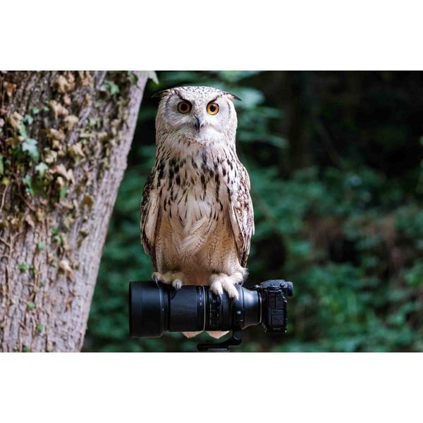 TAMRON(タムロン) カメラレンズ 150-500mm F/5-6.7 Di III VC VXD（Model A057X）    ［FUJIFILM X /ズームレンズ］ [振込不可][代引不可] | TAMRON | 06