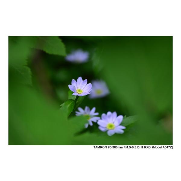 TAMRON(タムロン) カメラレンズ 70-300mm F/4.5-6.3 Di III RXD（Model A047Z）    ［ニコンZ /ズームレンズ］ 【864】 | TAMRON | 18