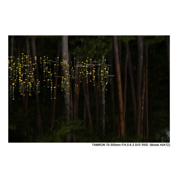 TAMRON(タムロン) カメラレンズ 70-300mm F/4.5-6.3 Di III RXD（Model A047Z）    ［ニコンZ /ズームレンズ］ 【864】 | TAMRON | 05