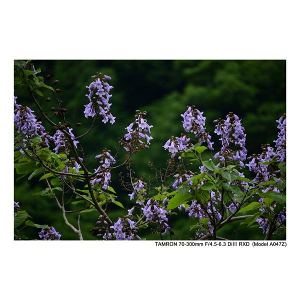 TAMRON(タムロン) カメラレンズ 70-300mm F/4.5-6.3 Di III RXD（Model A047Z）    ［ニコンZ /ズームレンズ］ 【864】 | TAMRON | 06