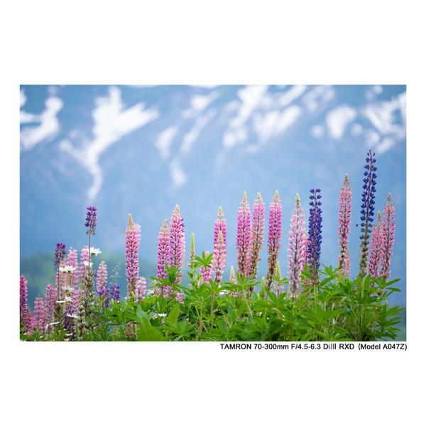 TAMRON(タムロン) カメラレンズ 70-300mm F/4.5-6.3 Di III RXD（Model A047Z）    ［ニコンZ /ズームレンズ］ 【864】 | TAMRON | 08