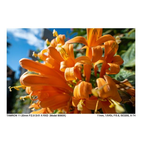 TAMRON(タムロン) カメラレンズ 11-20mm F/2.8 Di III-A RXD（Model B060X）    ［FUJIFILM X /ズームレンズ］ [代引不可] | TAMRON | 08