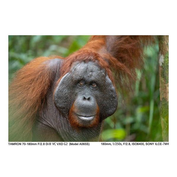 TAMRON(タムロン) カメラレンズ 70-180mm F/2.8 Di III VC VXD G2（Model A065S）    ［ソニーE /ズームレンズ］ [代引不可] | TAMRON | 13