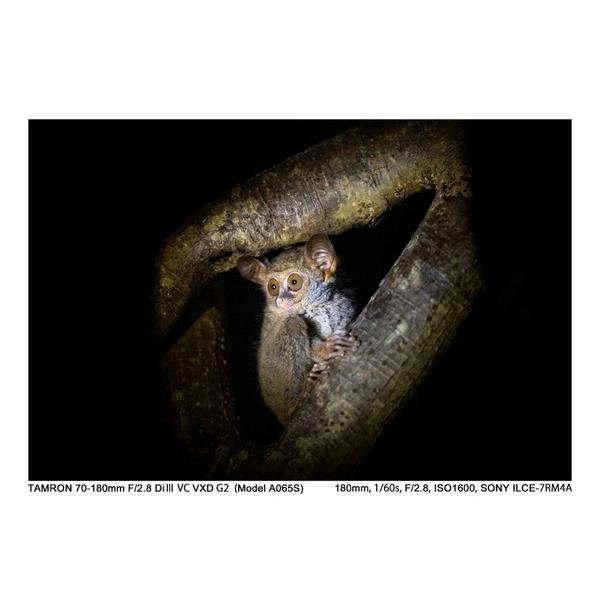 TAMRON(タムロン) カメラレンズ 70-180mm F/2.8 Di III VC VXD G2（Model A065S）    ［ソニーE /ズームレンズ］ [代引不可] | TAMRON | 14