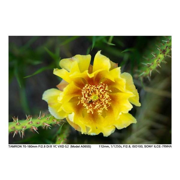 TAMRON(タムロン) カメラレンズ 70-180mm F/2.8 Di III VC VXD G2（Model A065S）    ［ソニーE /ズームレンズ］ [代引不可] | TAMRON | 18