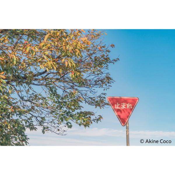 ケンコー・トキナー 特殊効果用フィルター 「NOSTALTONE（ノスタルトーン）」  オレンジ | ケンコー・トキナー | 02