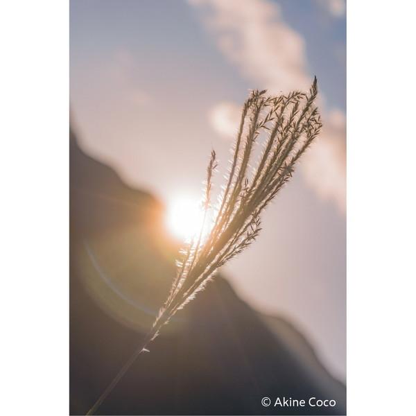 ケンコー・トキナー 特殊効果用フィルター 「NOSTALTONE（ノスタルトーン）」  ブルー | ケンコー・トキナー | 08