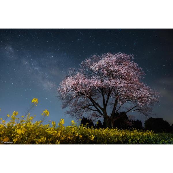 ケンコー・トキナー Kenko スターリーナイト プロソフトン  62mm | ケンコー・トキナー | 12