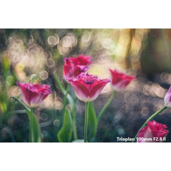 メイヤーオプティックゴルリッツ カメラレンズ Trioplan 100mm F2.8 II【マイクロフォーサーズマウント】 [代引不可] |  | 01