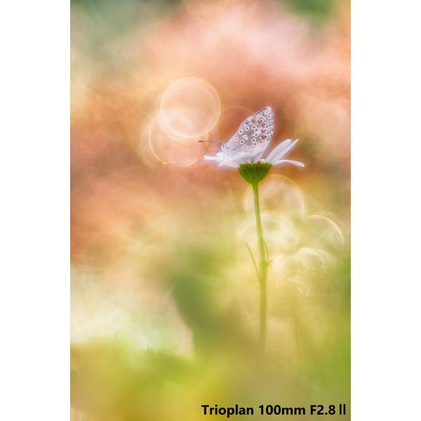 メイヤーオプティックゴルリッツ カメラレンズ Trioplan 100mm F2.8 II【M42マウント】 [代引不可] |  | 03