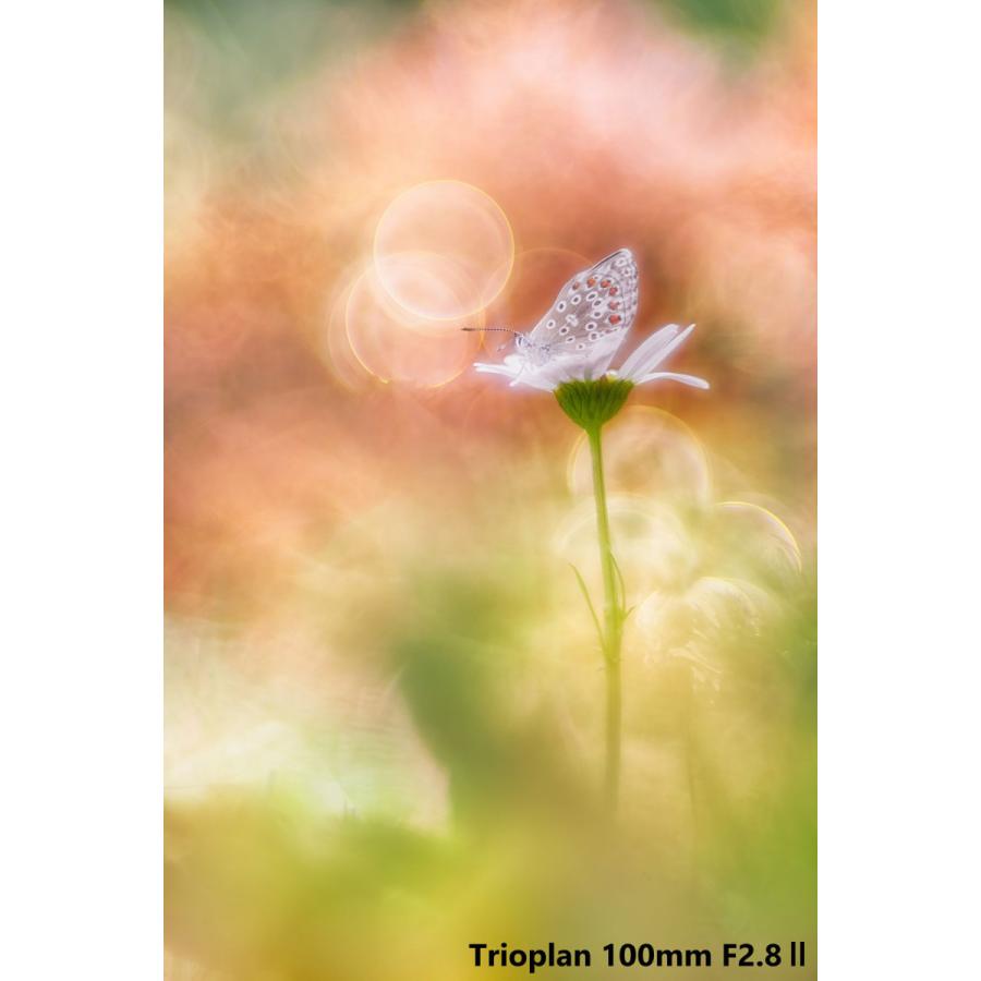 メイヤーオプティックゴルリッツ カメラレンズ Trioplan 100mm F2.8 II【ライカMマウント】 [代引不可] |  | 04