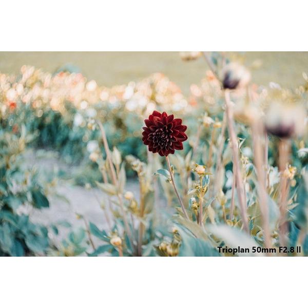 メイヤーオプティックゴルリッツ カメラレンズ Trioplan 50mm F2.8 II【ニコンFマウント】 [代引不可] |  | 04