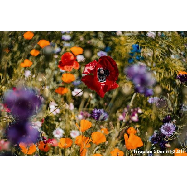 メイヤーオプティックゴルリッツ カメラレンズ Trioplan 50mm F2.8 II【ニコンFマウント】 [代引不可] |  | 07