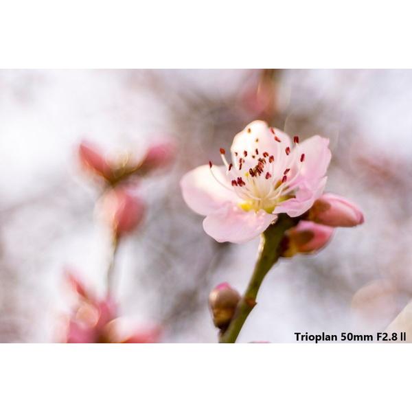 メイヤーオプティックゴルリッツ カメラレンズ Trioplan 50mm F2.8 II【ライカＭマウント】 |  | 06