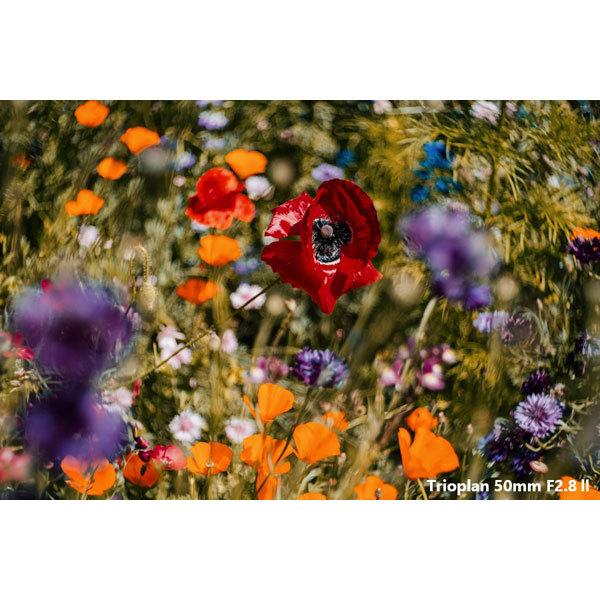 メイヤーオプティックゴルリッツ カメラレンズ Trioplan 50mm F2.8 II【ペンタックスKマウント】 [代引不可] |  | 08