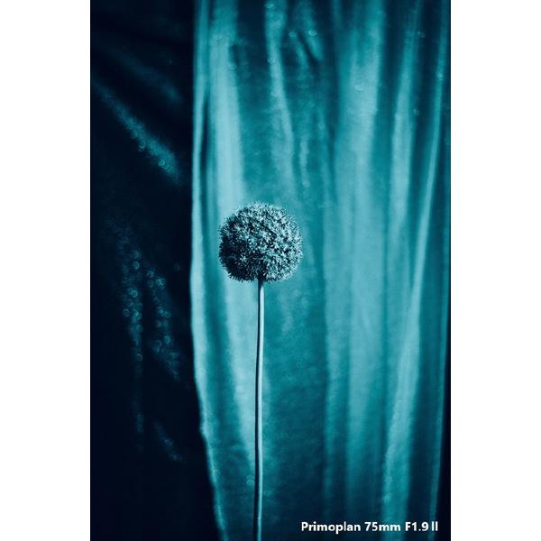 メイヤーオプティックゴルリッツ カメラレンズ Primoplan 75mm F1.9 II【キヤノンEFマウント】 [代引不可] |  | 03