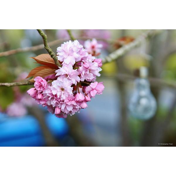 SAMYANG(サムヤン) カメラレンズ MF 85mm F1.4 MK2 富士フイルムX    ［FUJIFILM X /単焦点レンズ］ 【864】 [代引不可] |  | 08