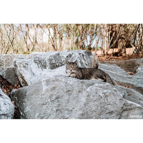 SAMYANG(サムヤン) SAMYANG AF 35mm F1.4 FE II    ［単焦点レンズ］ |  | 11