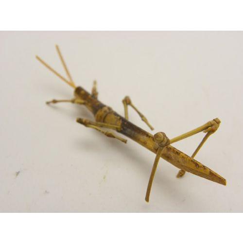 昆虫 将領バッタ ショウリョウバッタ なプレゼント 安心安全 素朴 虫