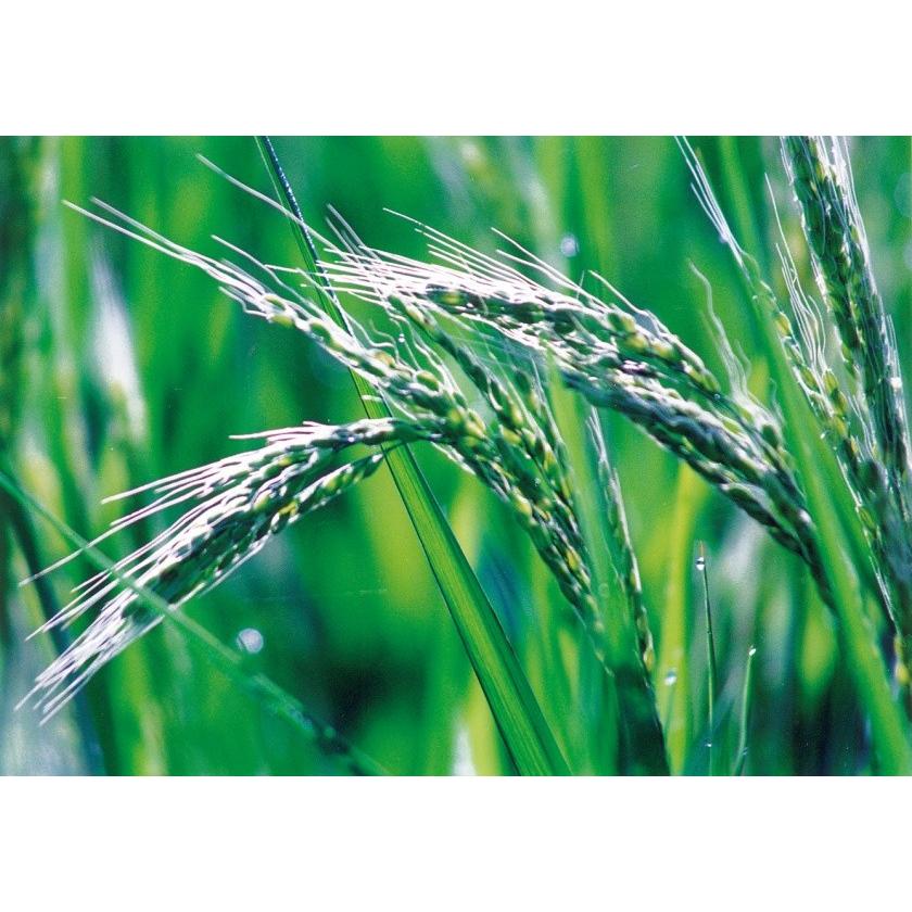 ちっち❤ママ様ご自宅用専用☆白餅5キロよもぎ2キロ☆29発送 ちっち❤ママ様ご自宅用専用☆白餅5キロよもぎ2キロ