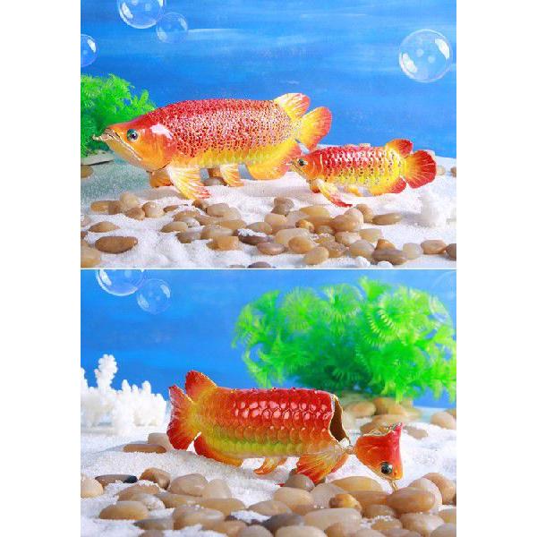 東京銀座PICALS 【正規品】 アロワナ 紅龍 アジアアロワナ レッド