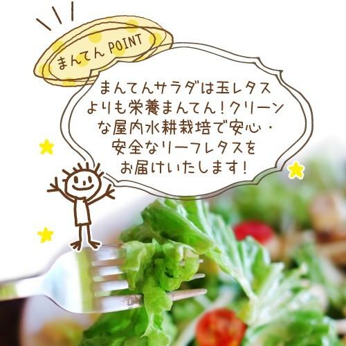 フリルアイス10個 まんてんサラダレタス Ymf 0002 おみやげたじま やぶらぶwalker 通販 Yahoo ショッピング