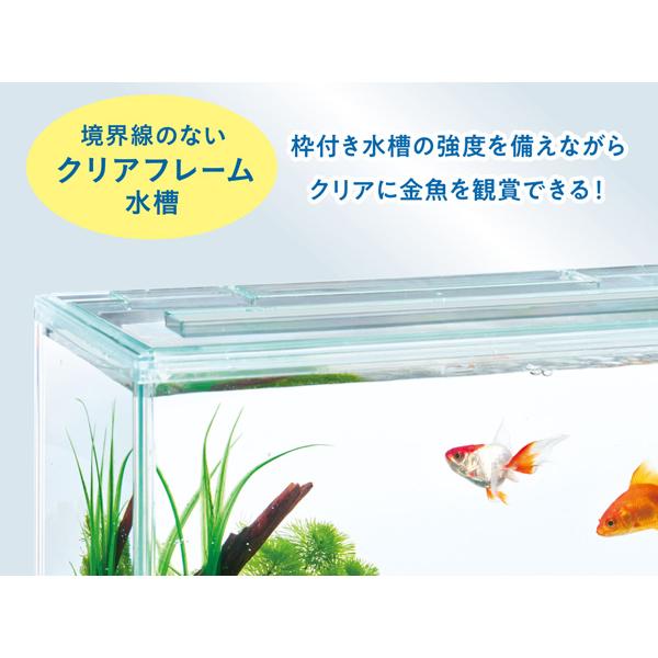 水槽内の個体リクエスト販売 水槽内の個体リクエスト販売