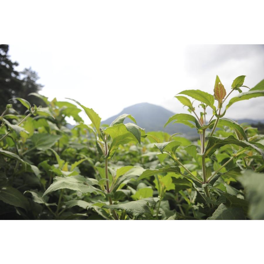 12月上旬より発送開始※【ヤーコン訳あり生芋10kg長野県産 【送料無料