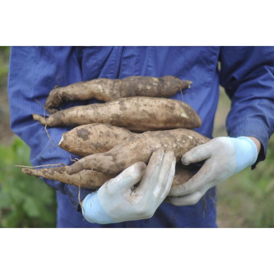 12月上旬より発送開始※【ヤーコンプチサイズ生芋10kg長野県産 【送料