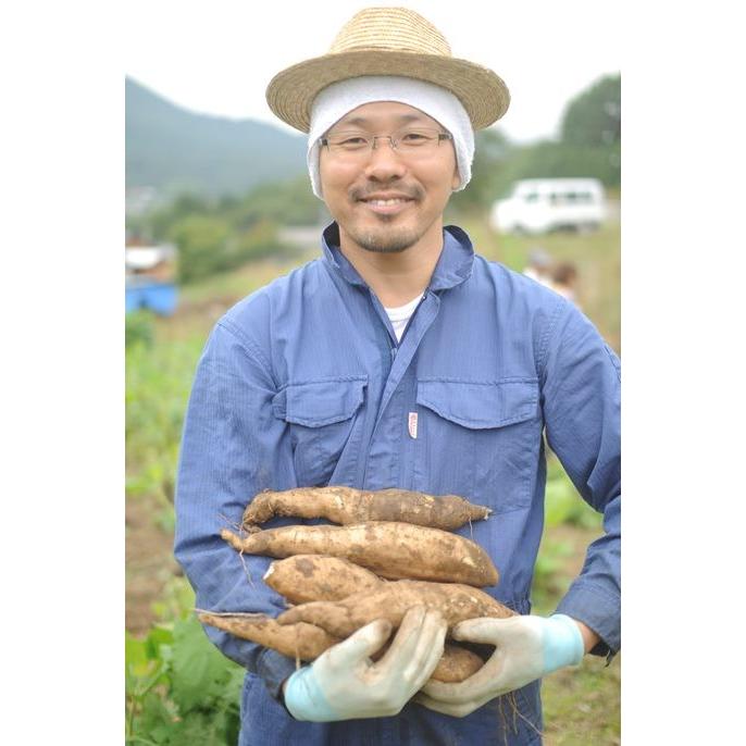 Cassava 10KG 送料込み 12月上旬より発送開始※【ヤーコン訳あり生芋10kg長野県産 【送料無料