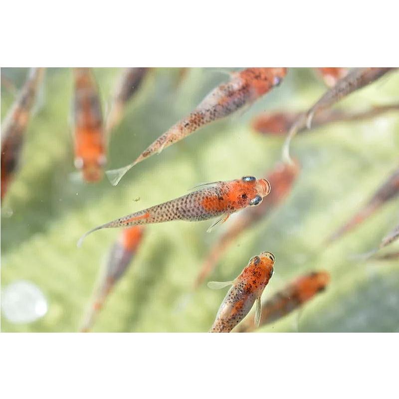 ３色メダカ 三色錦メダカ １ペア 楊貴妃透明鱗錦メダカ 3c 1p フォーカス ヤフー店 通販 Yahoo ショッピング