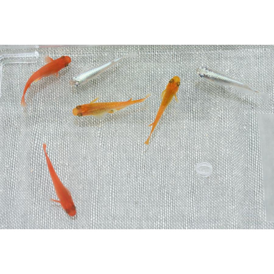 メダカ　3品種セット □ 【2年物特価】【三原色】豪華！メダカ3品種組み合わせ【赤・黄