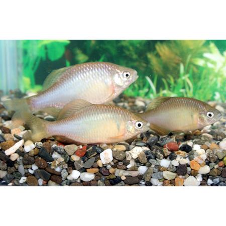 アブラボテタナゴ ｍｌ５匹 Abua Ml5 フォーカス ヤフー店 通販 Yahoo ショッピング