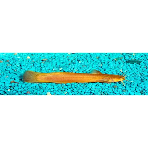 人気新品 観賞魚生体 アカザ ６ｃｍ前後 ２匹 アカザ ６ｃｍ前後 ２匹 Www Centrodelmobilebassanese It