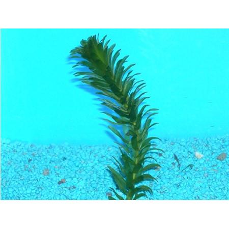 アナカリス 20本 : フォーカス ヤフー店 - 通販 - Yahoo!ショッピング