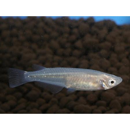 青メダカ　１００匹