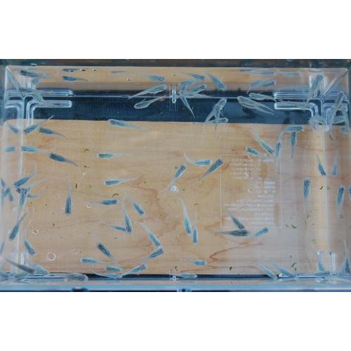 青メダカ　１００匹