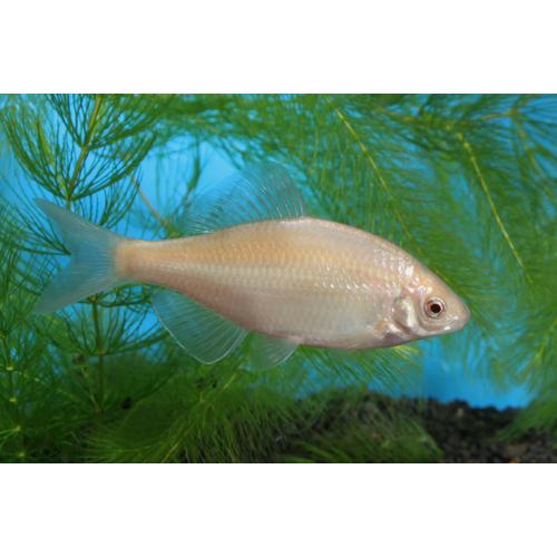 カネヒラ タナゴ  ゴールドメタリック 今年4月生まれ3㌢〜5㌢ ゴールドメタリックカネヒラ 3〜4cm前後 : フォーカス ヤフー店