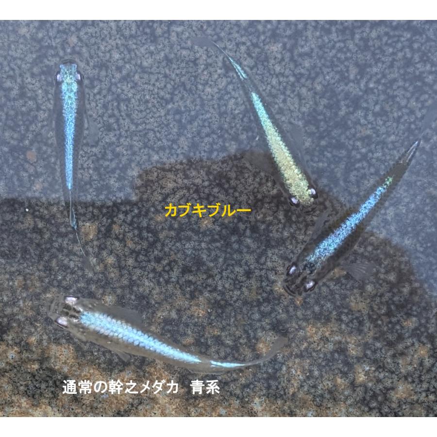 メダカ　カブキブルー とにかく青い！カブキブルー！【メダカ屋宮坊ヤフオク出品個体】カブキ