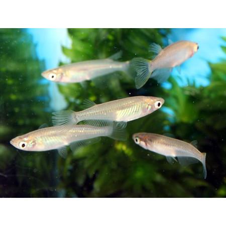 日本黒メダカ ２００匹 Nihon Kuromedaka 0 フォーカス ヤフー店 通販 Yahoo ショッピング