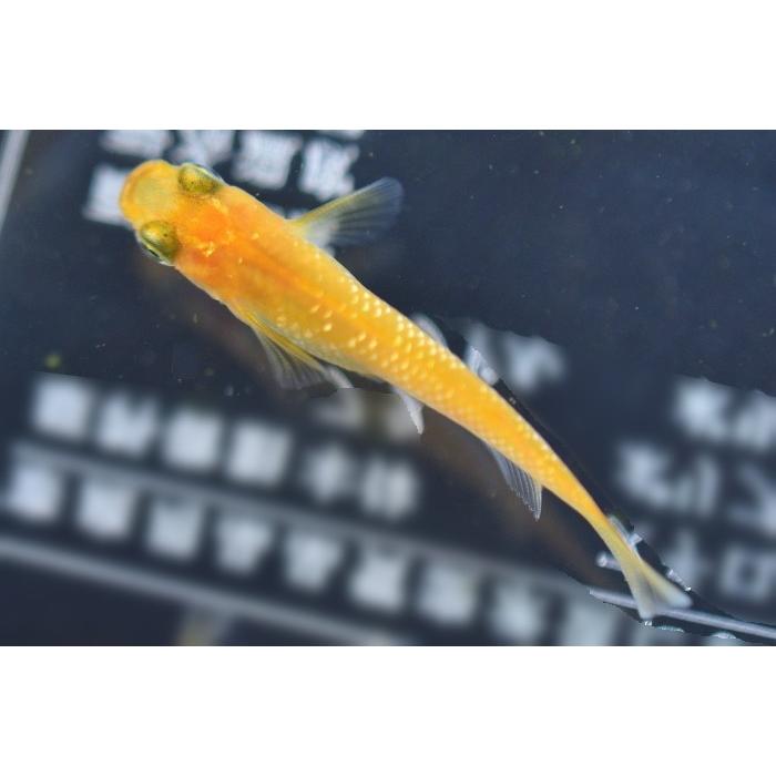 オレンジ系ラメ　メダカ □オレンジラメメダカ 10匹 : フォーカス ヤフー店 - 通販 - Yahoo