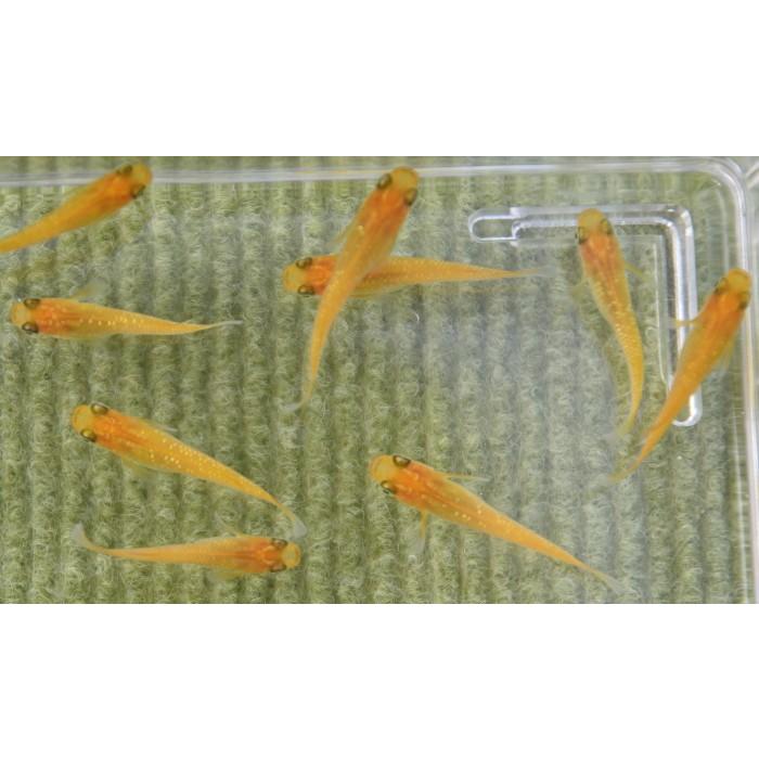 オレンジ系ラメ　メダカ □オレンジラメメダカ 10匹 : フォーカス ヤフー店 - 通販 - Yahoo