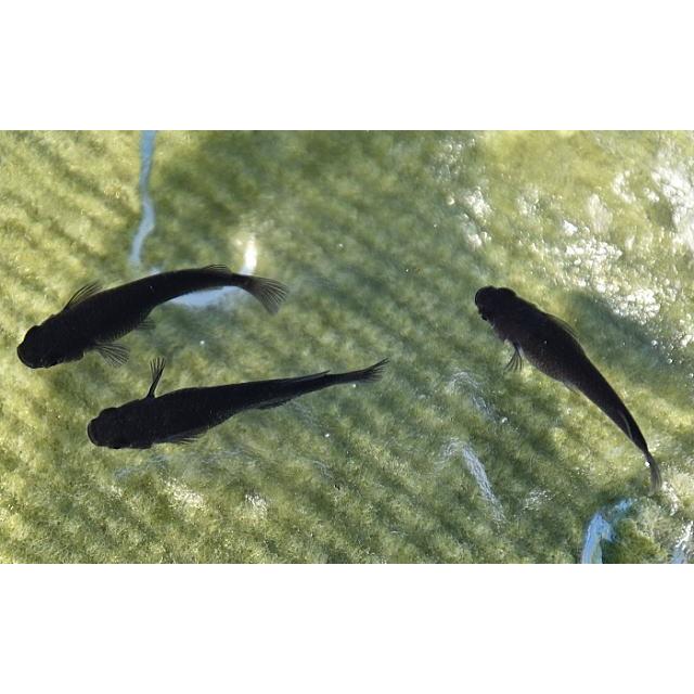 オロチメダカ オロチめだか Georgiaballauthor Com