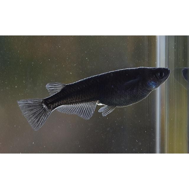 □オロチメダカ（オロチめだか）10匹 : フォーカス ヤフー店 - 通販