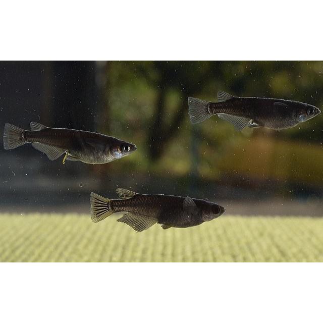 オロチメダカ 10ペア！