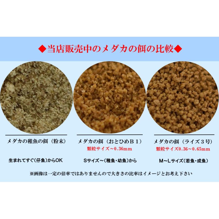 ○【稚魚・若魚】メダカの餌（おとひめB1）2kg（小型のタナゴ等に