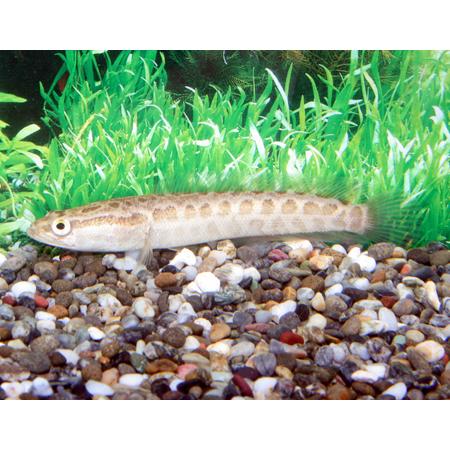 ライギョ タイワンドジョウ ６ｃｍ前後 Raigyo5 フォーカス ヤフー店 通販 Yahoo ショッピング