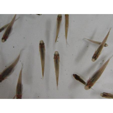 エサ用川魚 ５cm前後 ５０匹 ペット用品 生き物