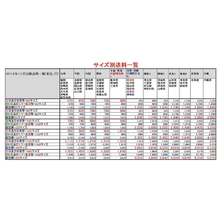タニシ １０個 Tanisi 10 フォーカス ヤフー店 通販 Yahoo ショッピング